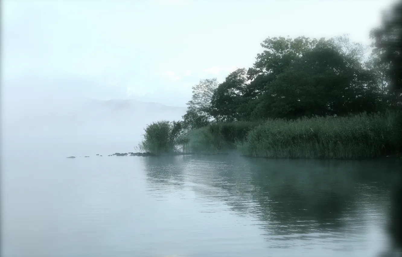 Фото обои деревья, туман, озеро, камыш