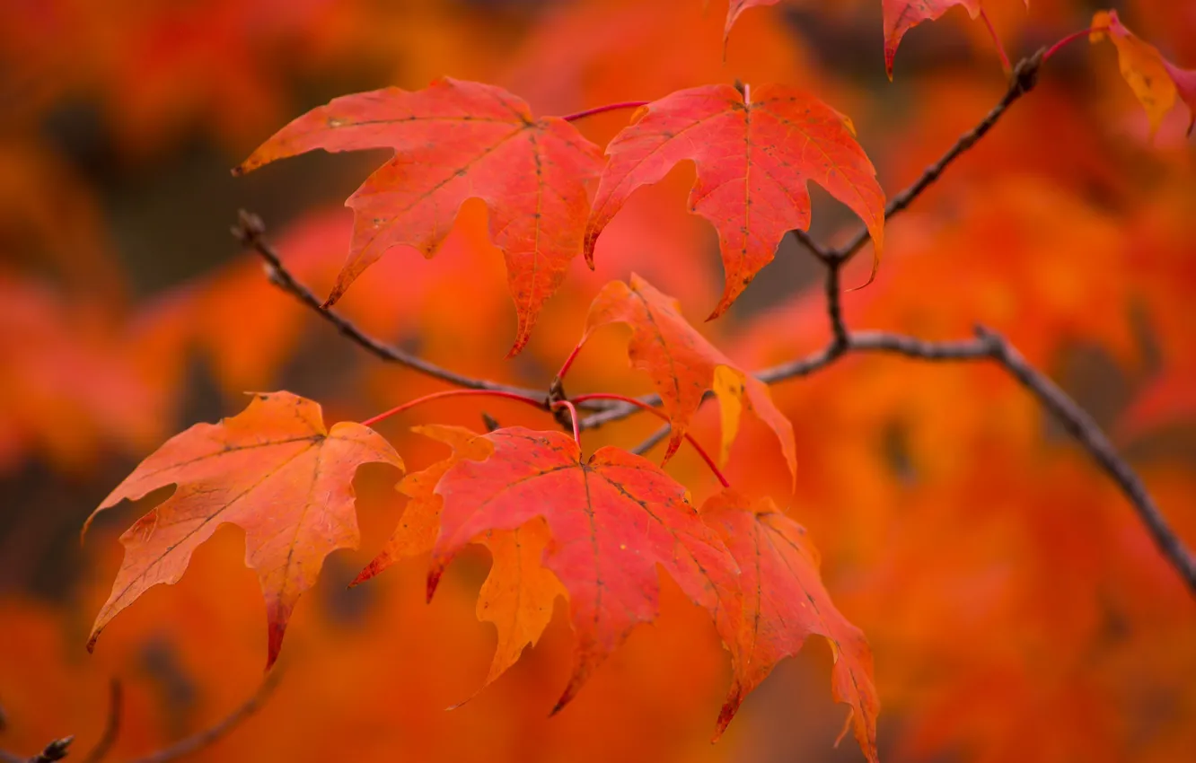 Фото обои осень, листья, макро, ветка, клён, боке