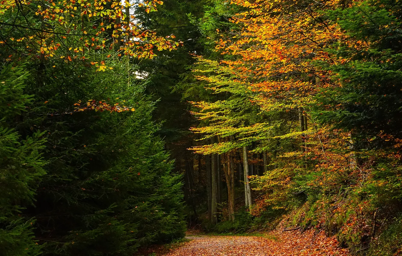 Фото обои осень, лес, ветки, листва, ели, листопад, тропинка, золотая осень