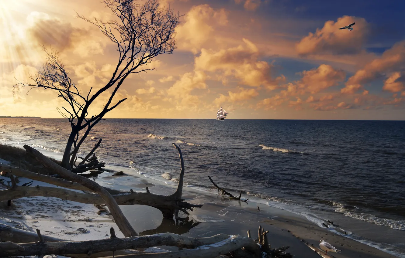 Фото обои море, небо, берег, парусник, коряги, деревo