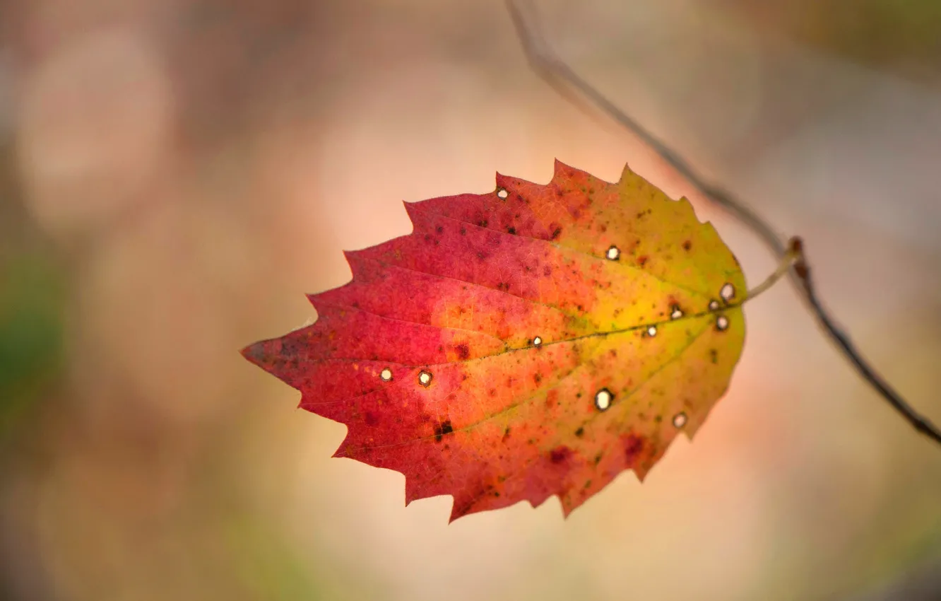 Фото обои осень, лист, краски, багрянец