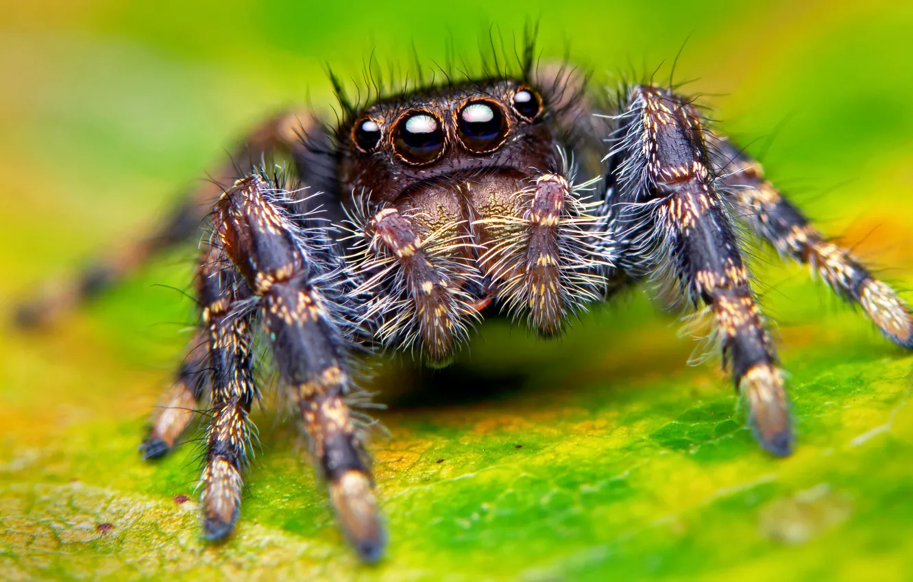 Фото обои глаза, макро, паук, лапы, spider, насекомое, eyes, macro