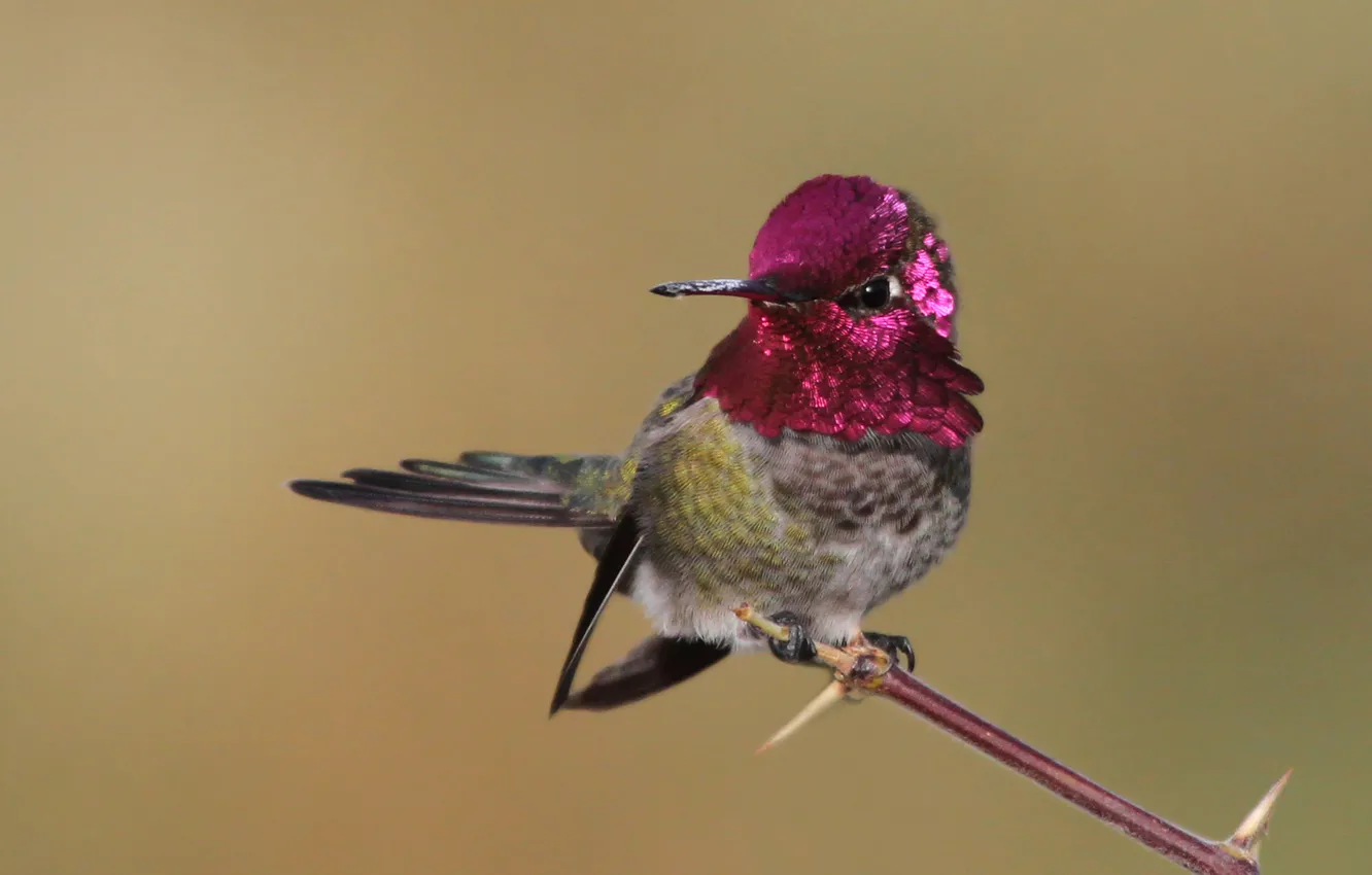Фото обои птица, ветка, колибри, розовое, оперение