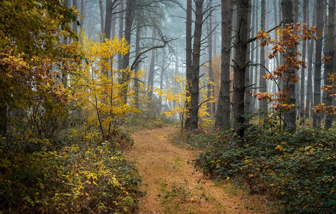 Фото обои осень, лес, деревья, туман, Radoslaw Dranikowski
