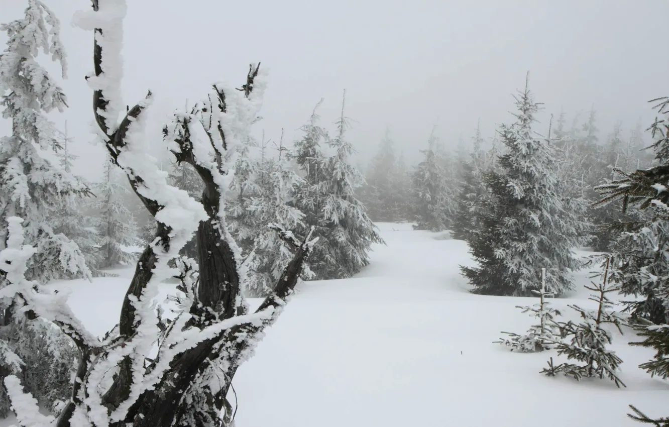 Фото обои зима, лес, снег, природа, Чехия, Шумава, PLESNÁ