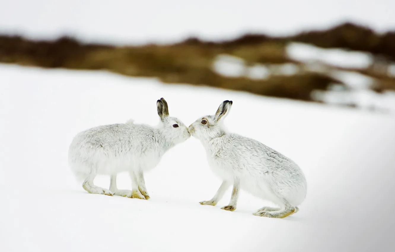 Фото обои зима, снег, Шотландия, зайцы, заяц белый