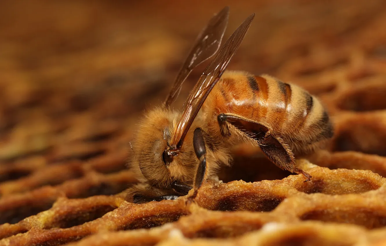Фото обои пчела, соты, Dinner time
