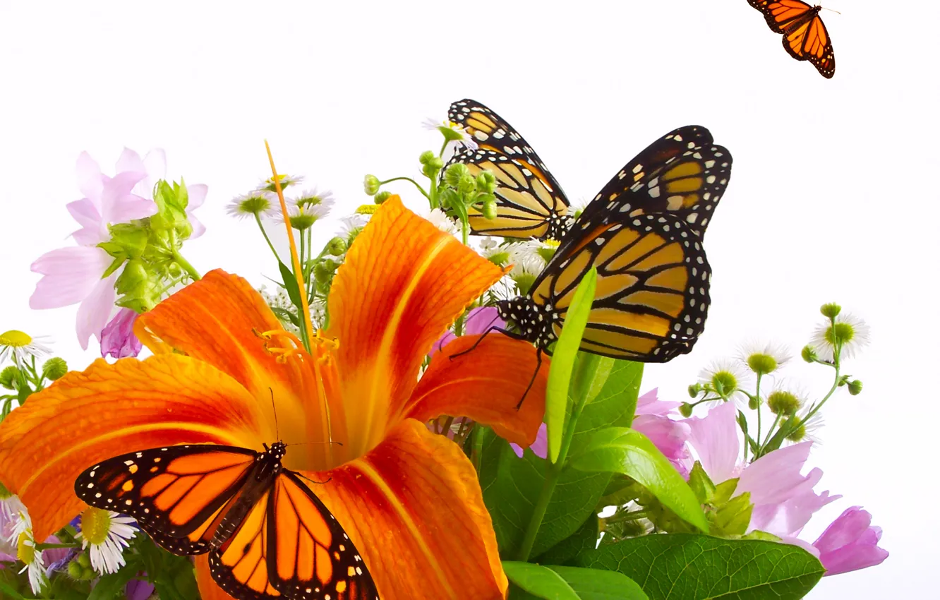 Фото обои бабочки, цветы, лилия, оранжевая, букет