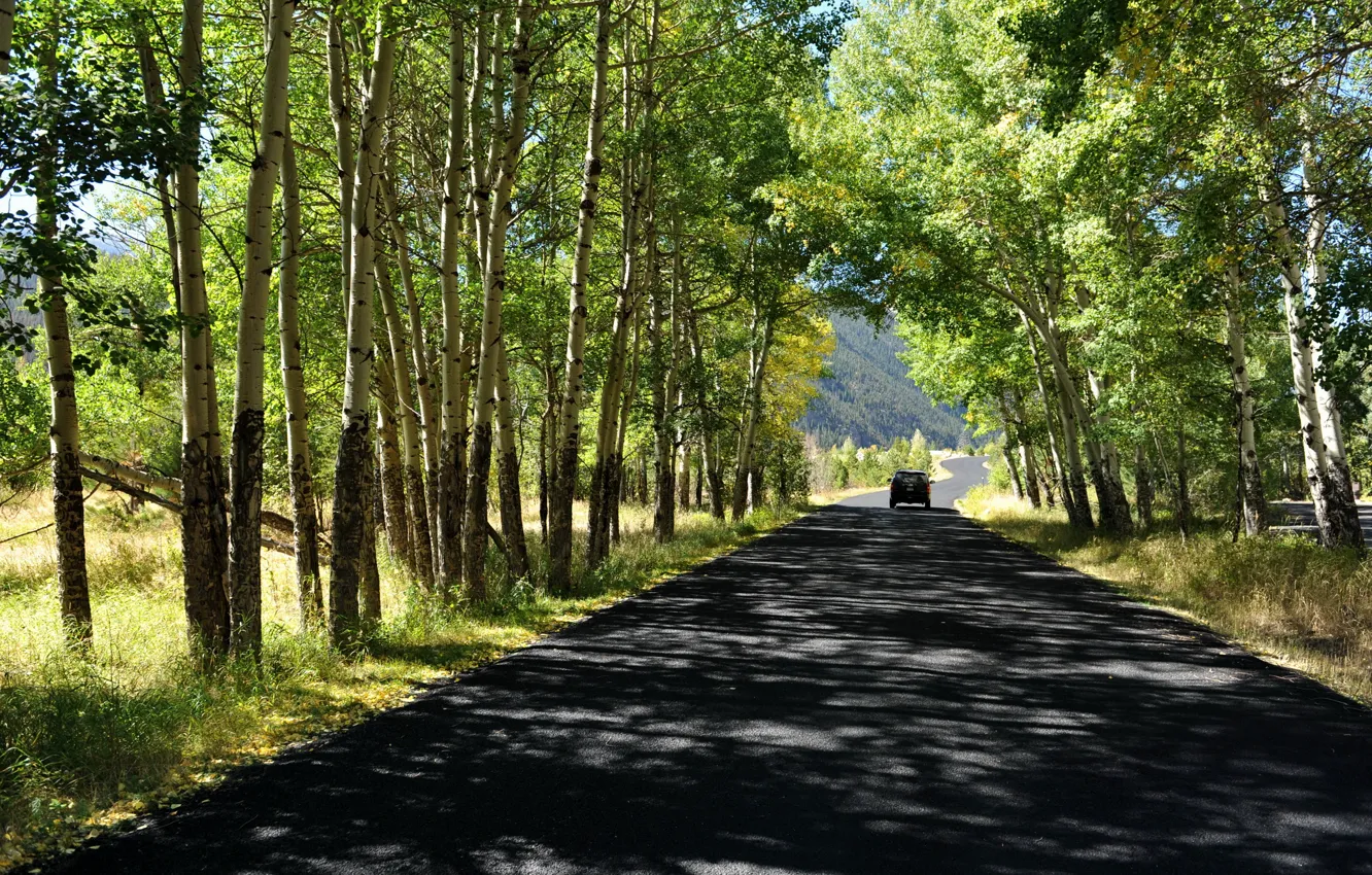 Фото обои дорога, лето, деревья