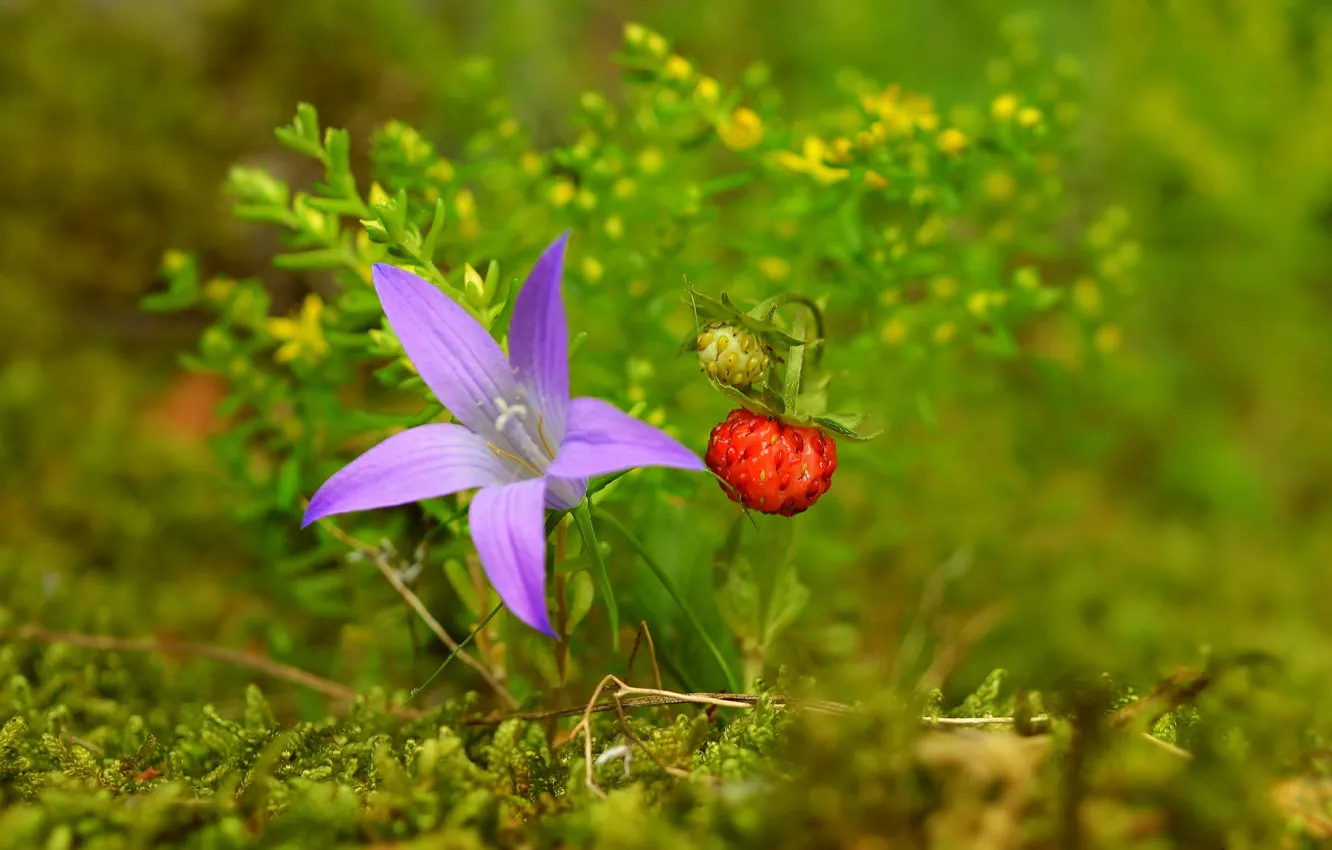 Фото обои Strawberry, Клубничка, Фиолетовый цветок, Purple flower
