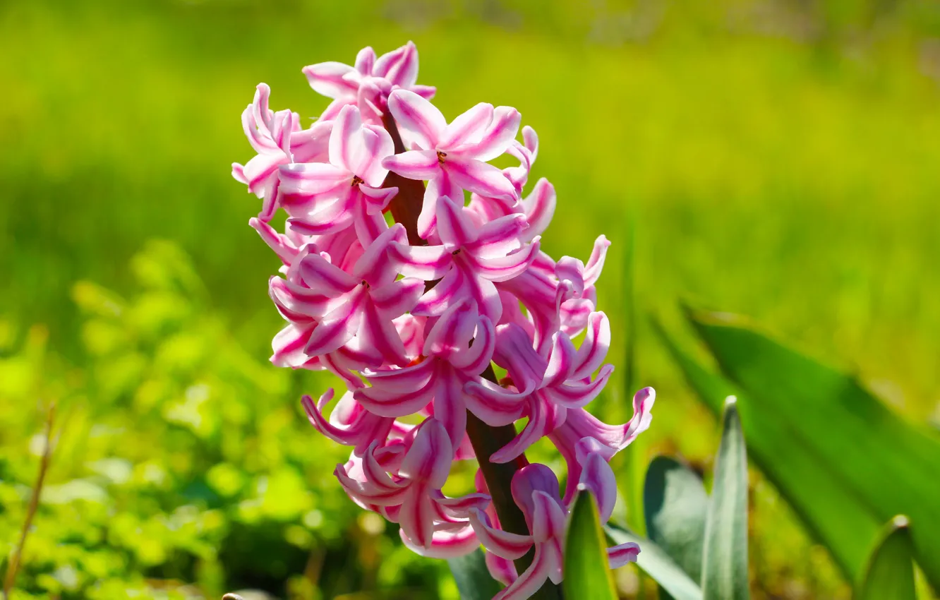 Фото обои flower, garden, spring