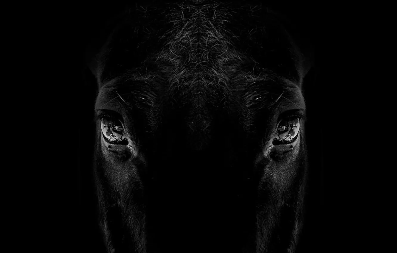 Фото обои animal, horse, silhouette