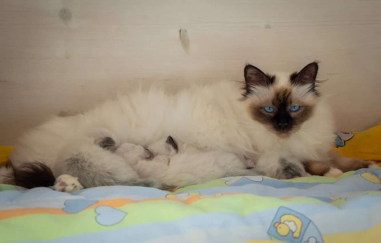 Фото обои кошка, взгляд, кошки, поза, уют, котенок, стена, матрац