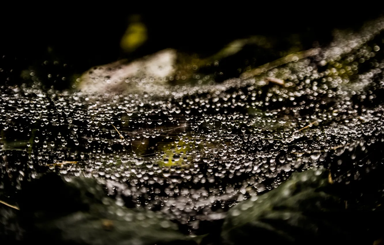 Фото обои Web, Rain, Spider, Macro, Forest, Drops, Raindrops