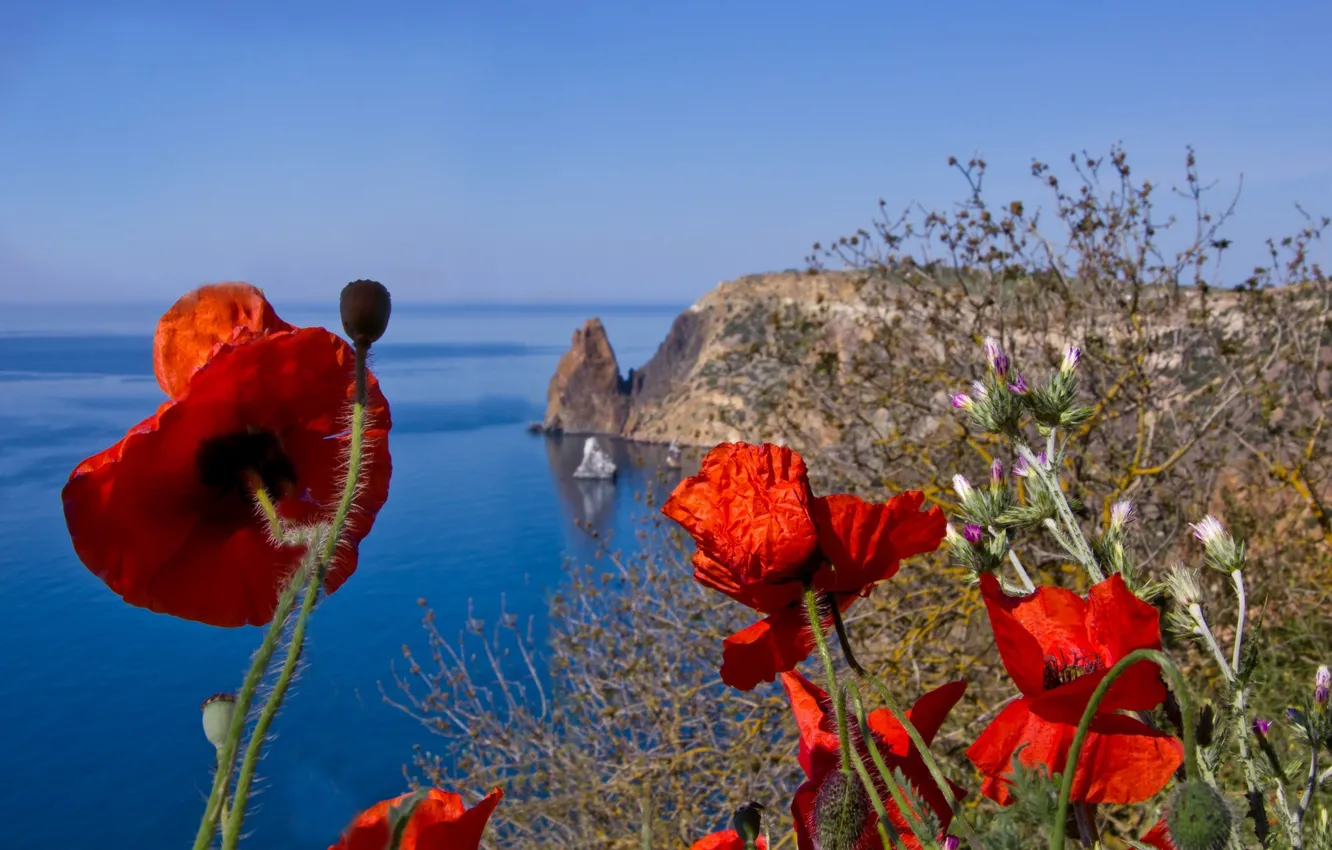 Фото обои небо, цветы, красный, синева, маки