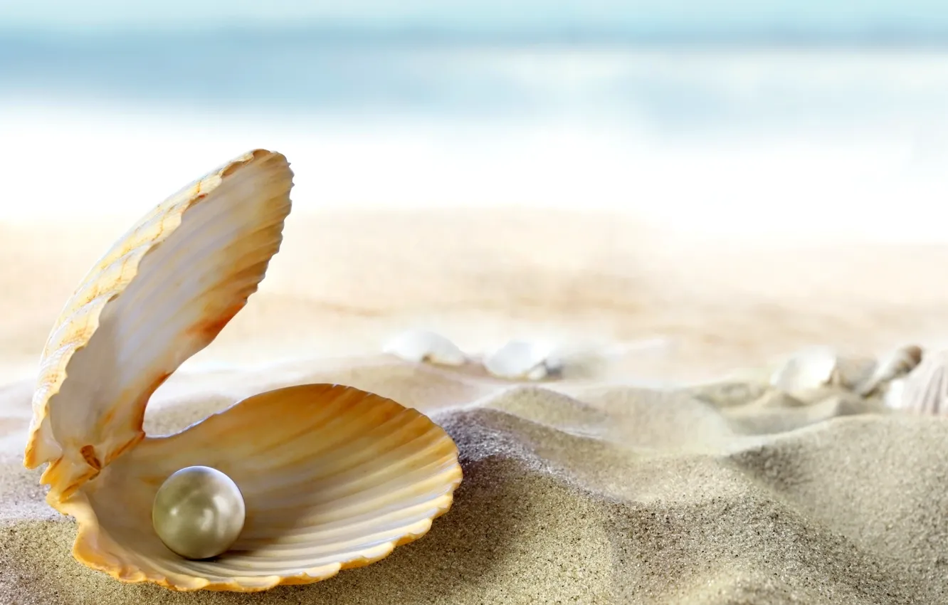 Фото обои песок, море, пляж, солнце, тропики, океан, ракушка, beach