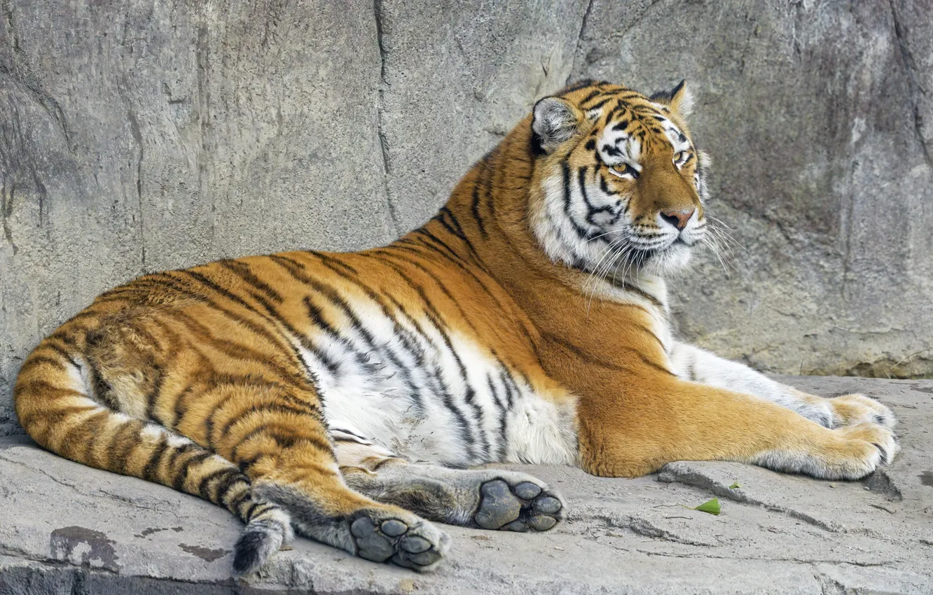 Фото обои тигр, отдых, лежит