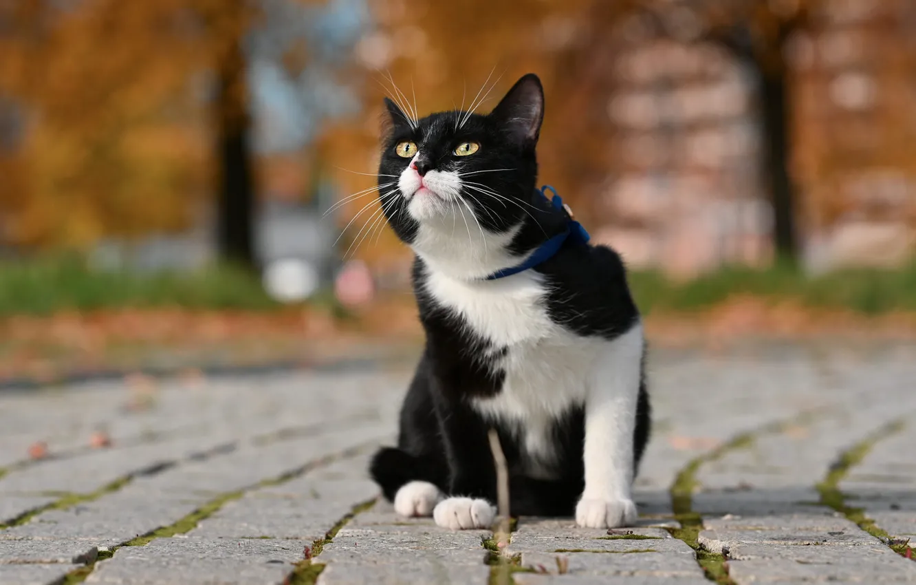 Фото обои дорога, кошка, кот, взгляд, поза, черно-белый, плитка, здание