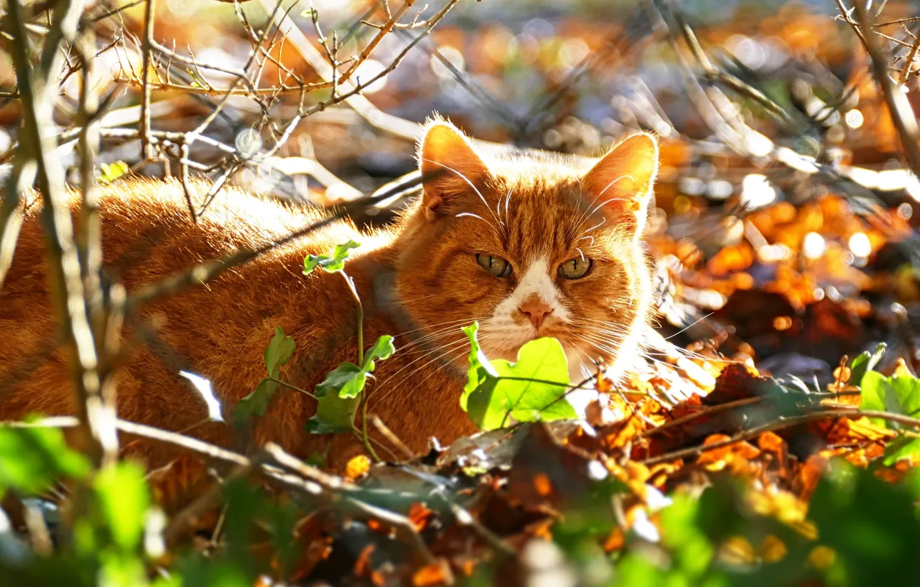 рыжий кот осенью картинки