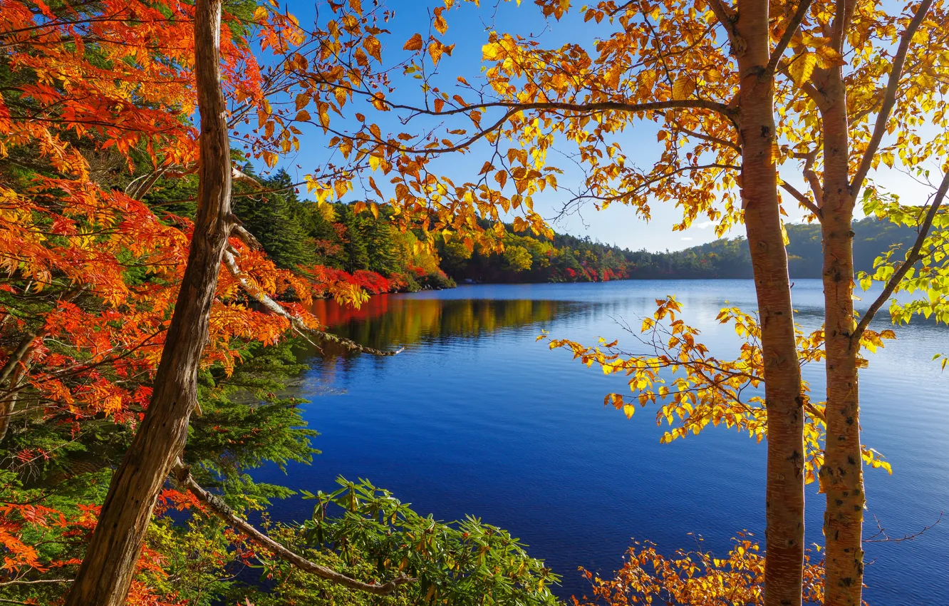 Фото обои осень, лес, небо, деревья, озеро