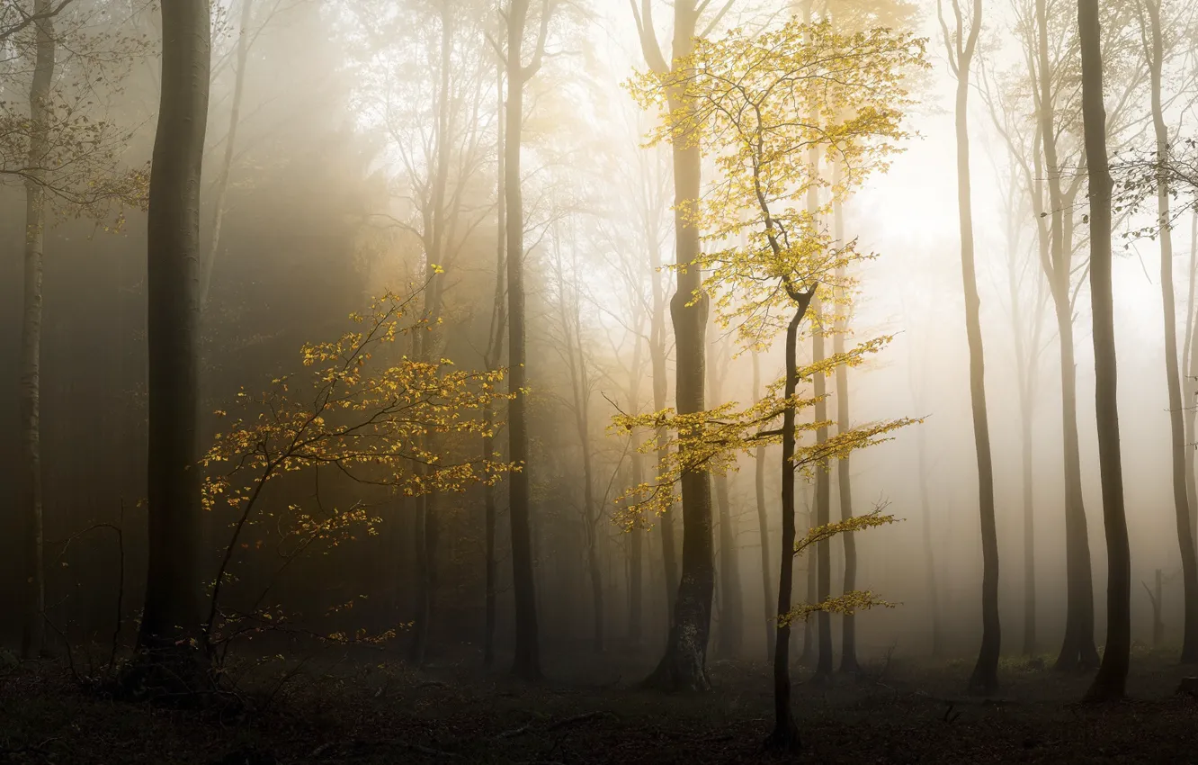 Фото обои осень, лес, природа, дымка