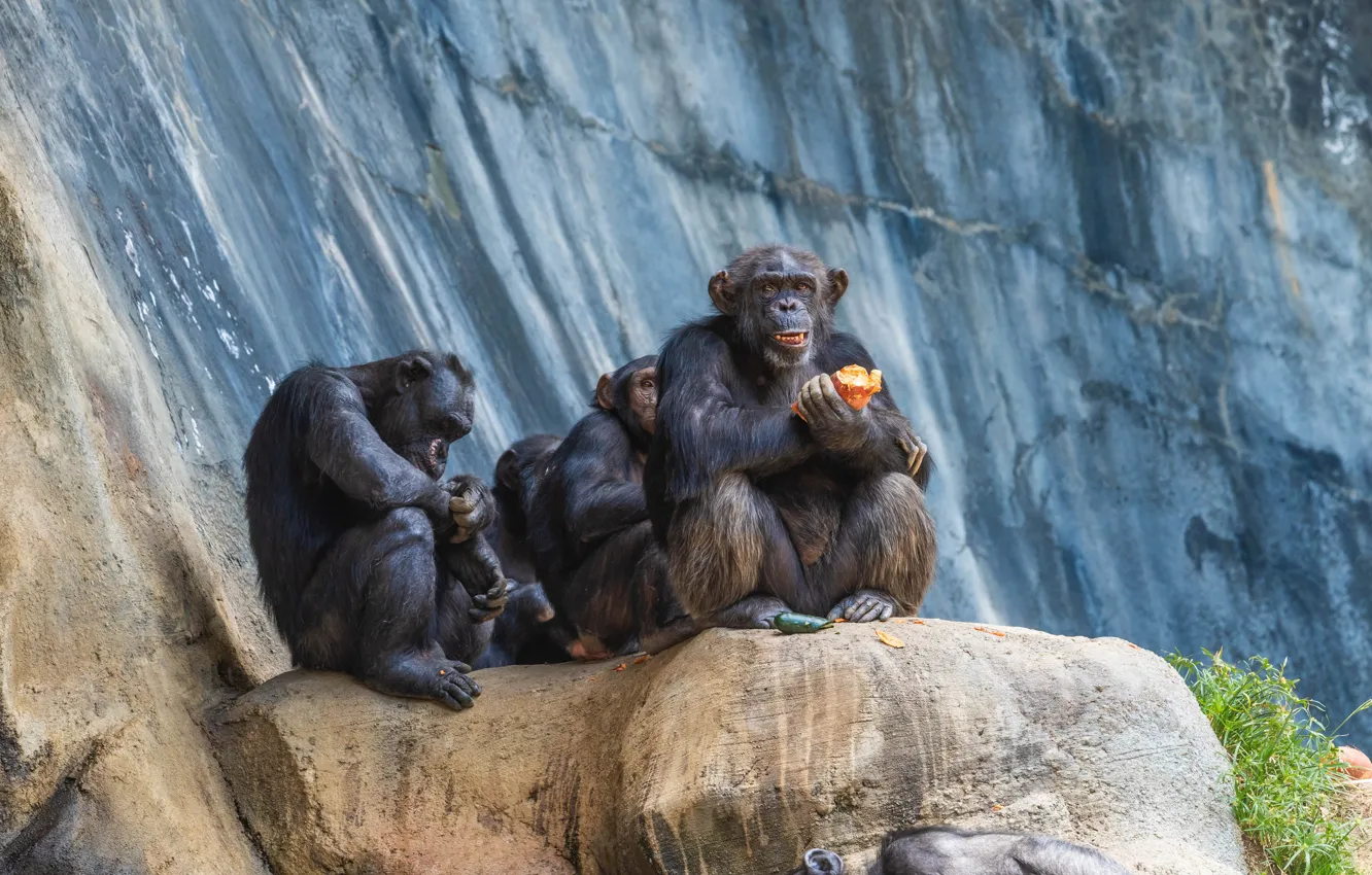 Фото обои скала, пара, обезьяны, шимпанзе