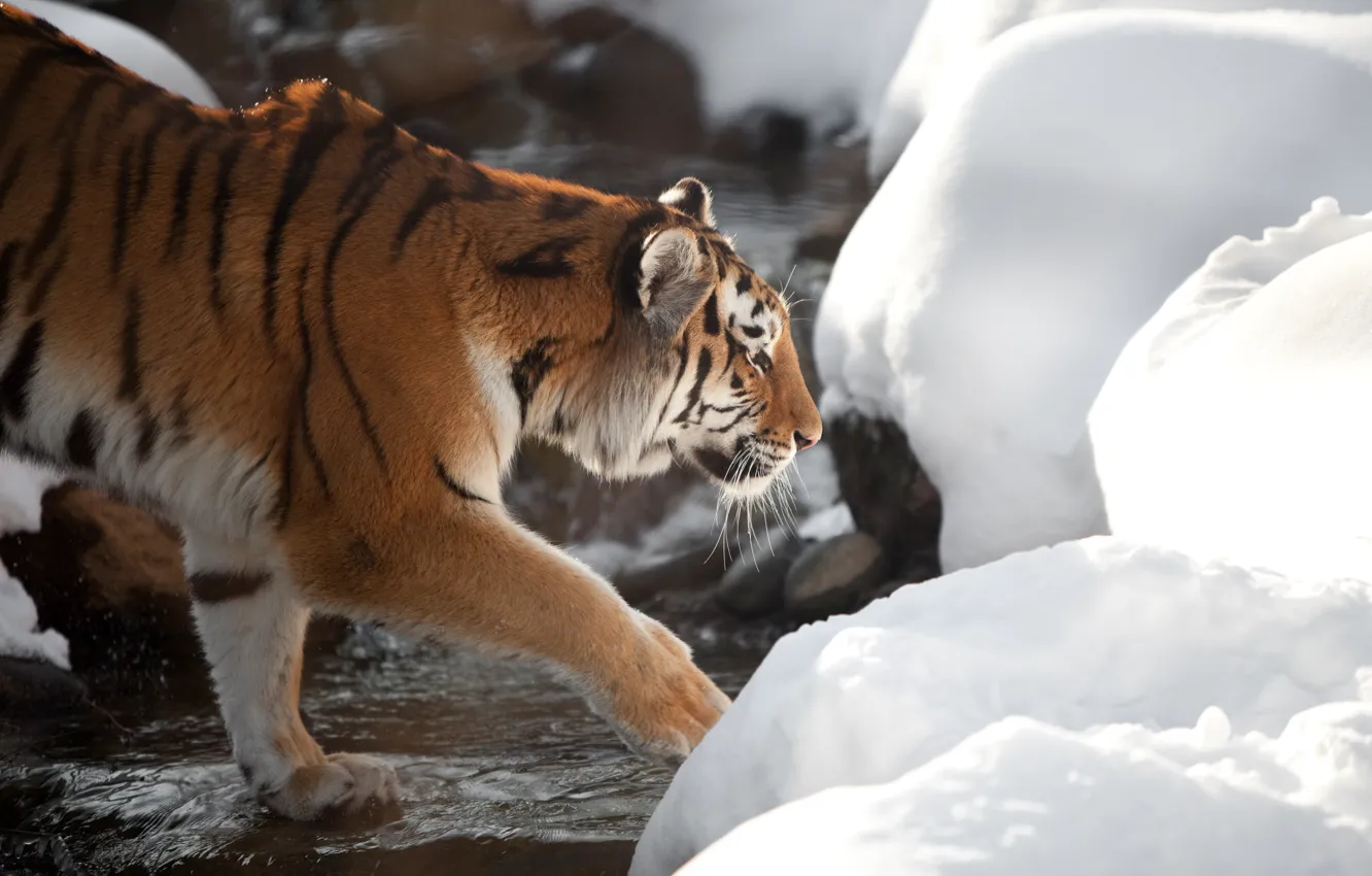Фото обои кошка, снег, тигр, ручей, профиль, амурский