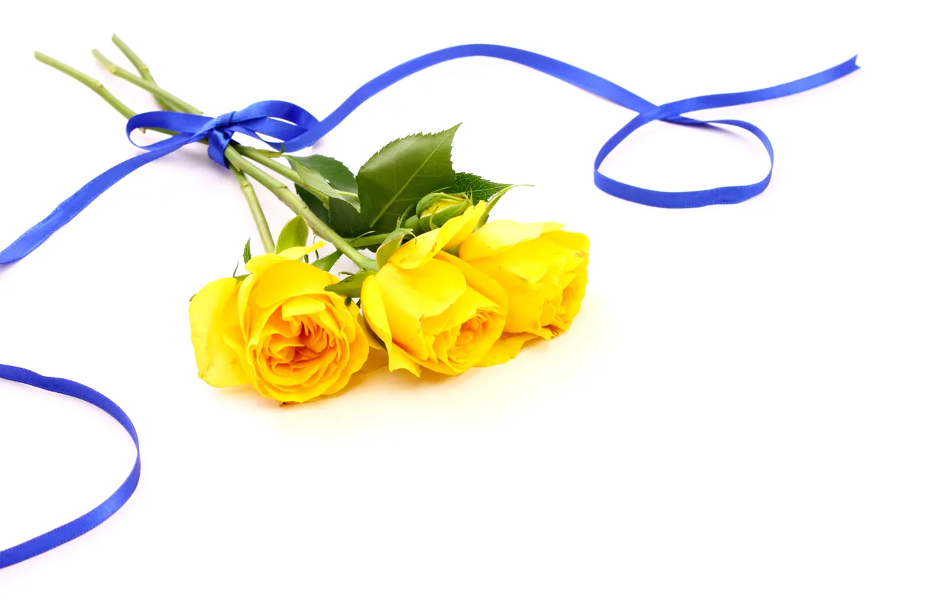Фото обои фон, букет, лента, Желтые розы
