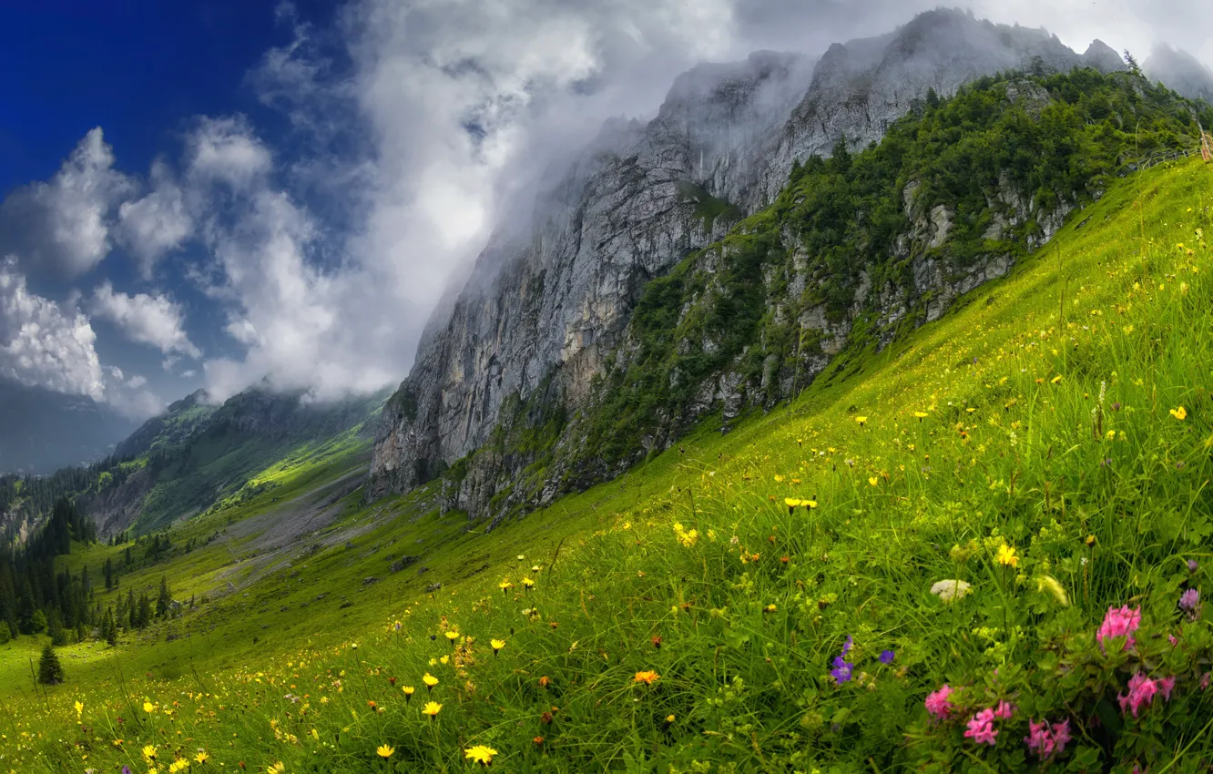 Фото обои зелень, лес, лето, трава, облака, цветы, горы, зеленый
