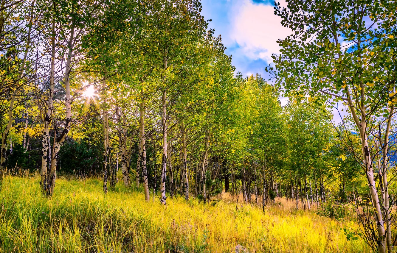 Фото обои осень, деревья, Колорадо, США, осина, Аспен