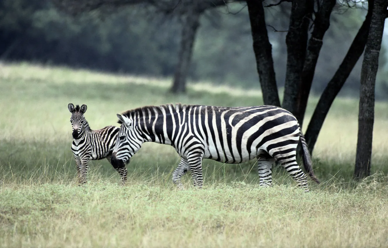Фото обои семейство, зебры, zebra