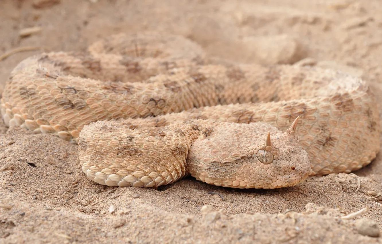 Фото обои песок, змея, чешуя, маскировка