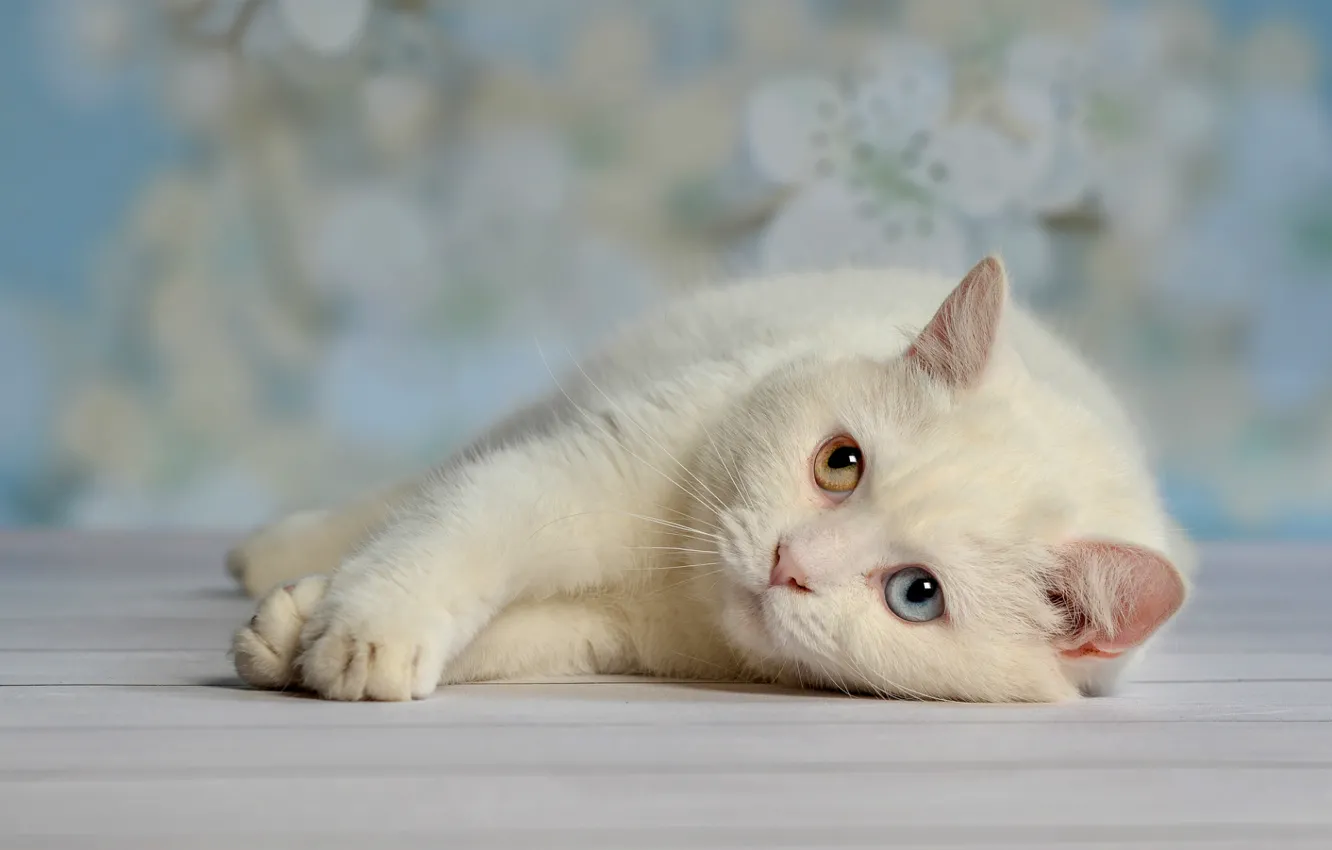 Фото обои белый, глаза, кот, отдых, лень