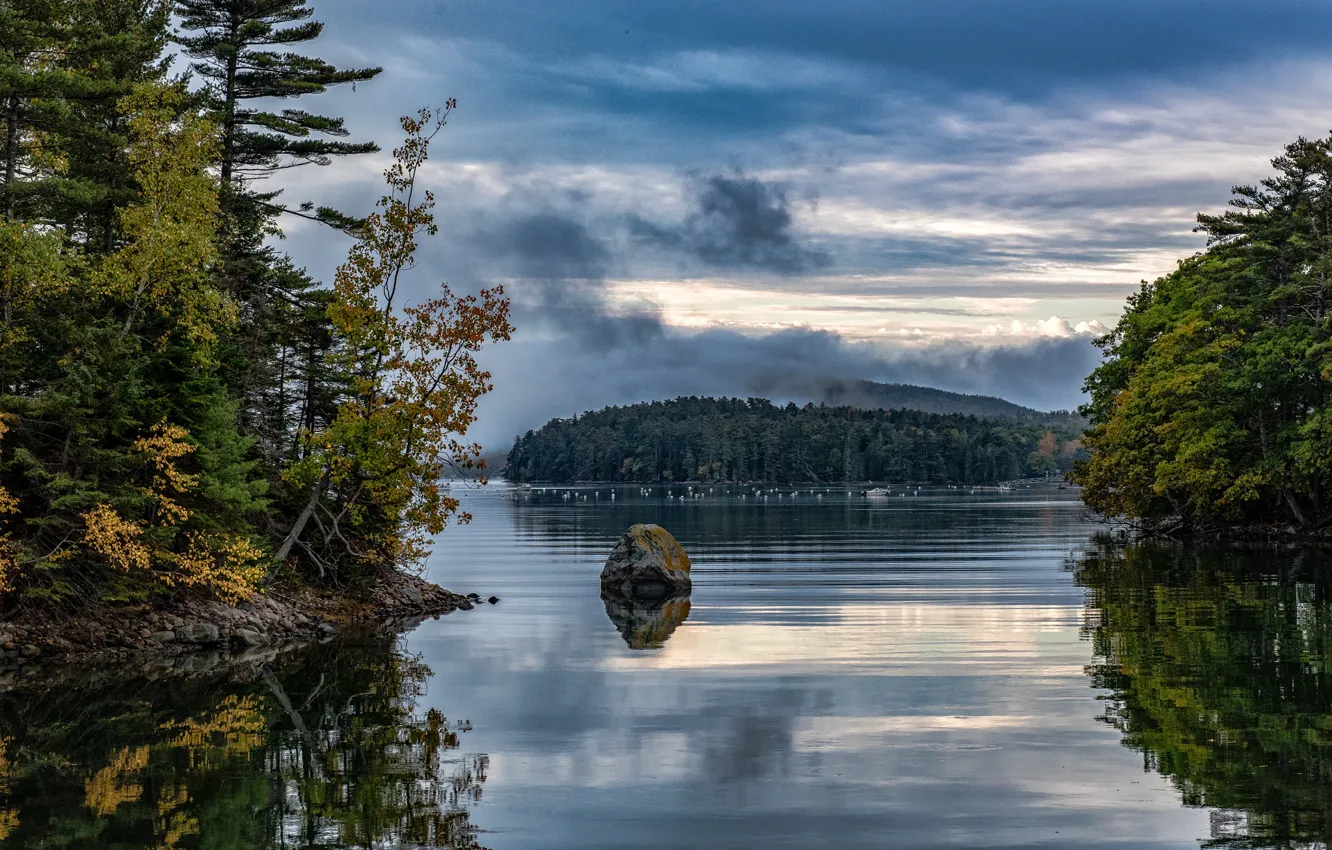 Фото обои лес, небо, деревья, водоем
