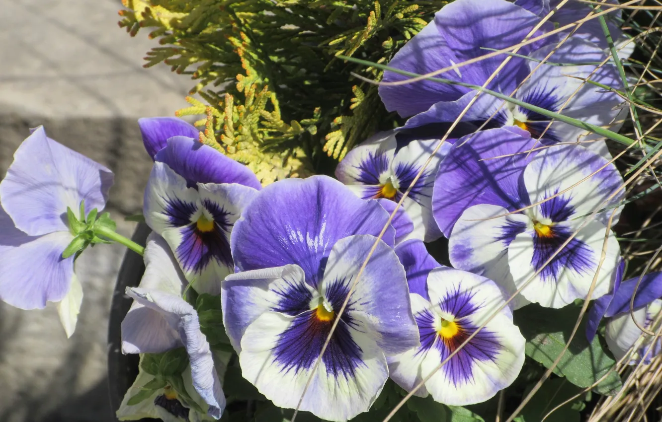 Фото обои цветы, анютины глазки, апрель, весна 2018, Mamala ©