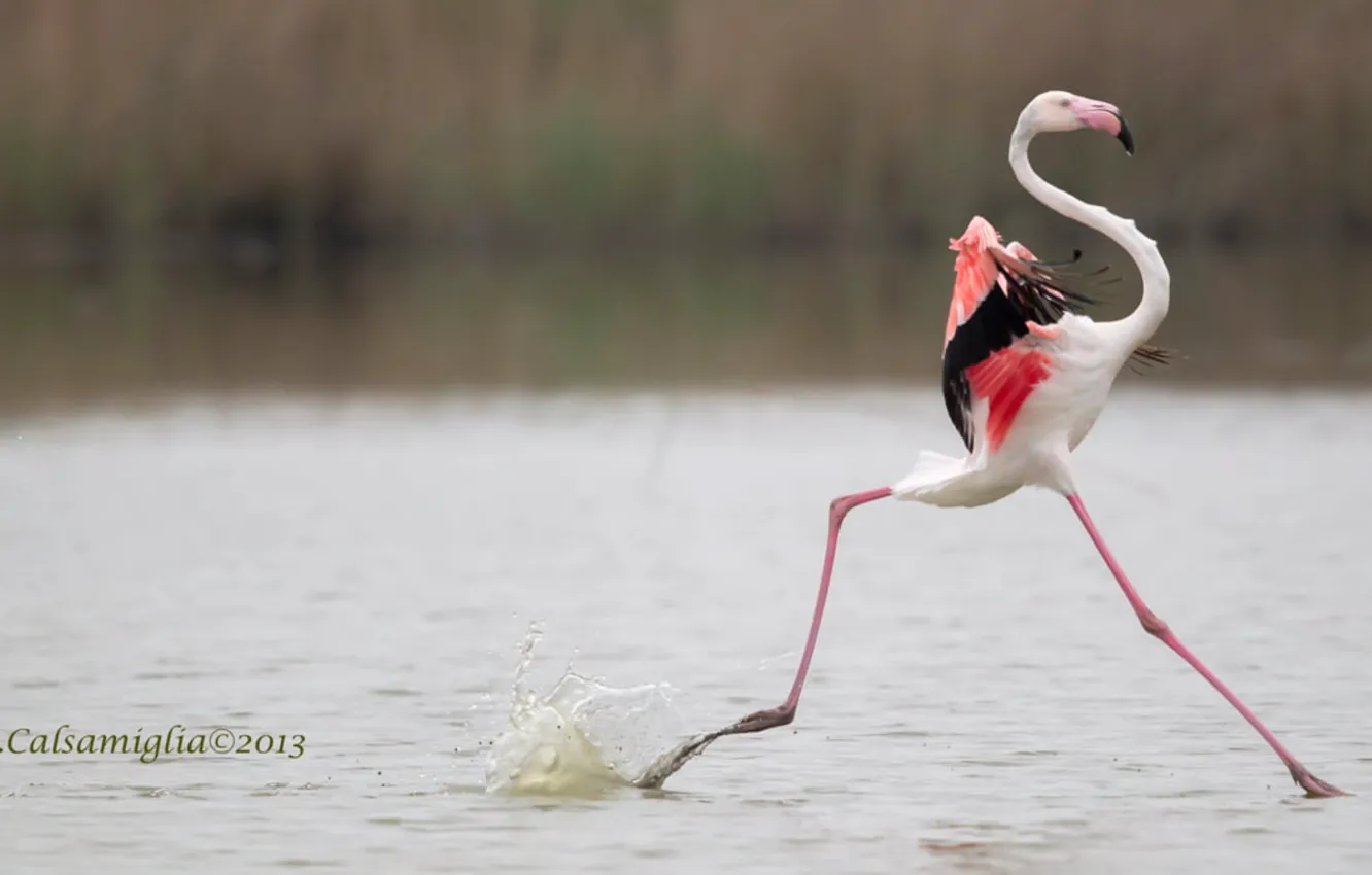 Фото обои bird, pink, Passo, selective focus photography of Flamingo running on