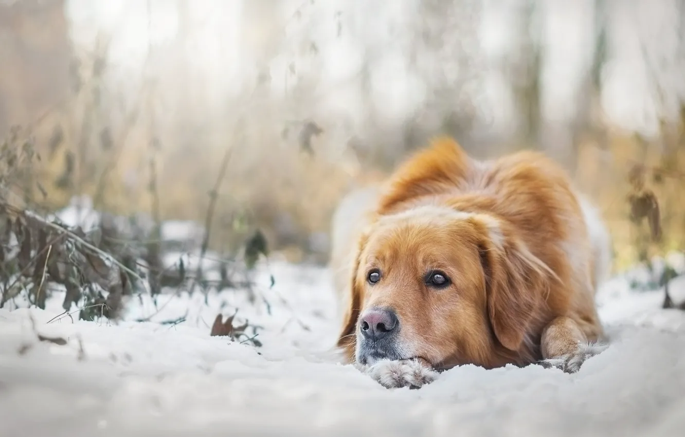 Фото обои зима, снег, настроение, собака