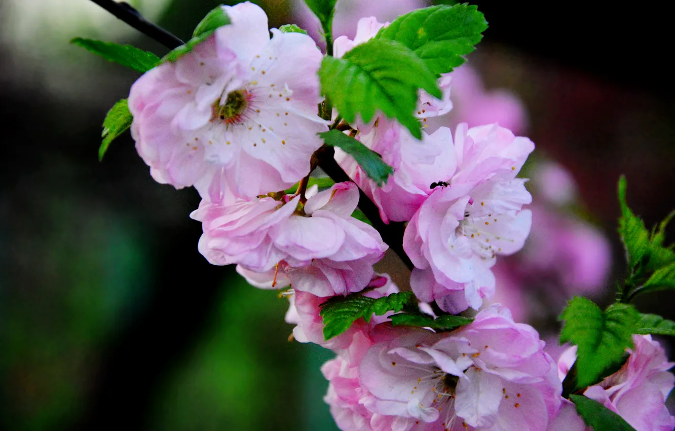 Фото обои цветы, дерево, весна, розовое, Украина, Киев