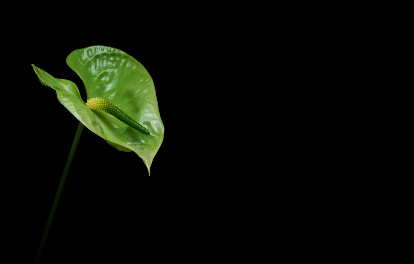 Фото обои цветок, фон, anthurium