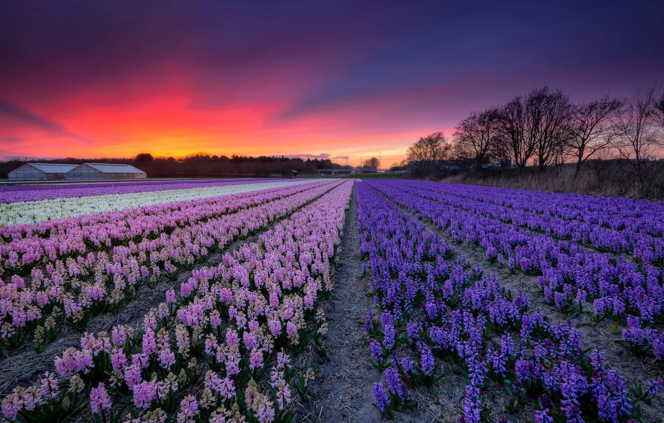 Фото обои поле, небо, закат, цветы
