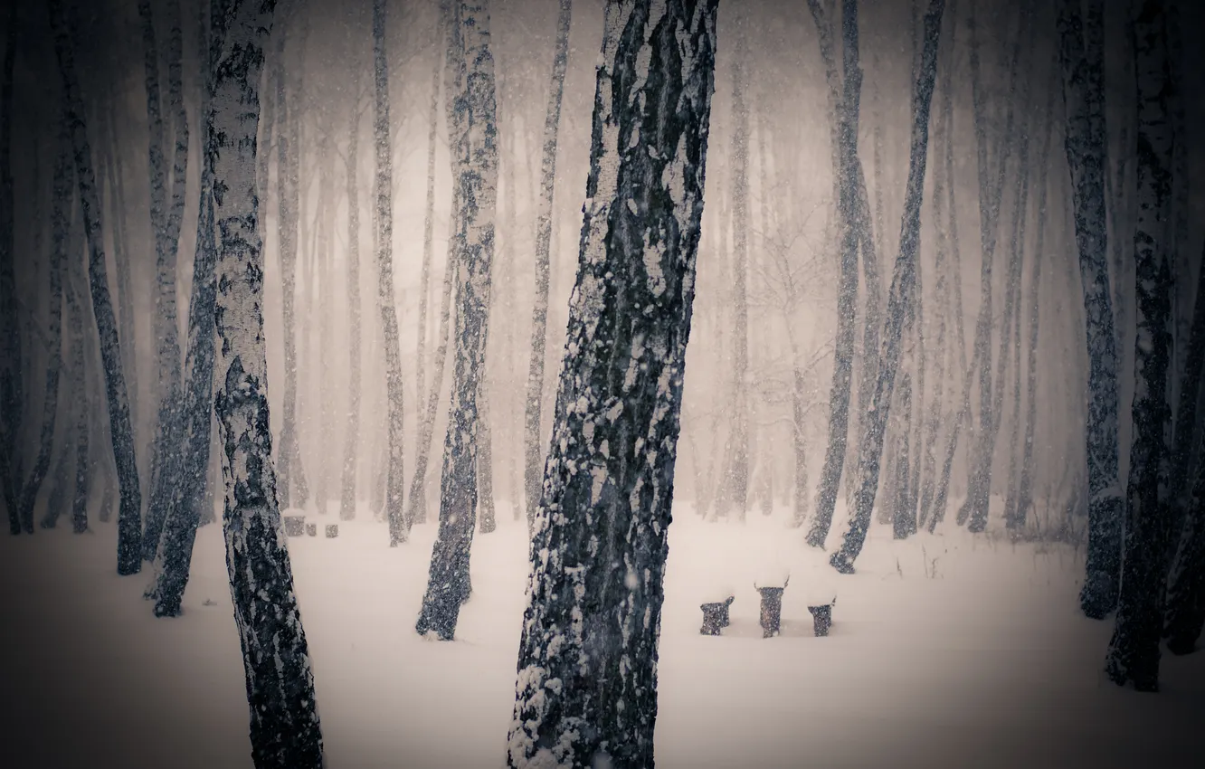Фото обои зима, лес, снег, деревья