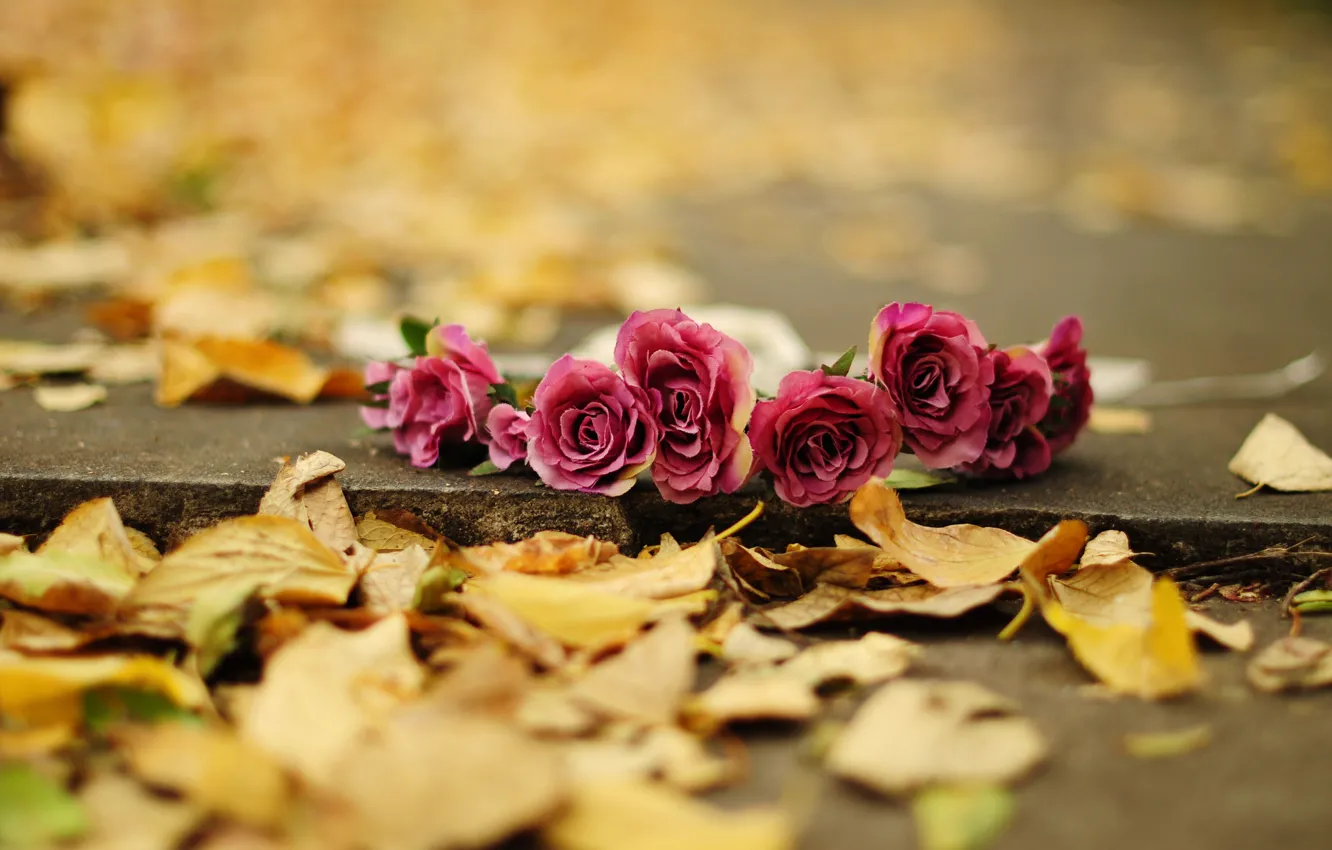 Фото обои осень, листья, цветы, фон, земля, widescreen, обои, роза