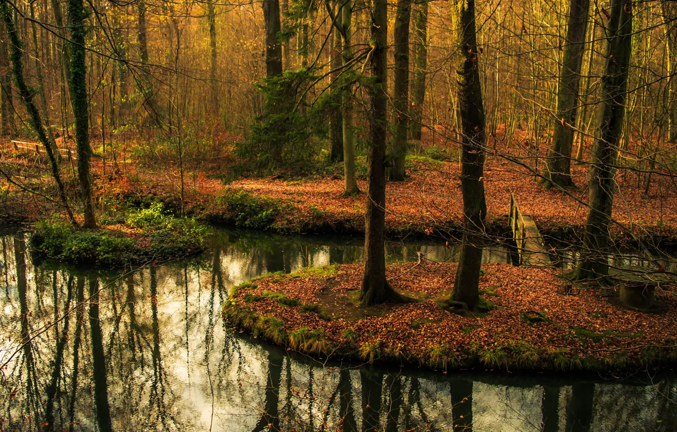Фото обои forest, bridge, autumn, reflection, pond, mirror