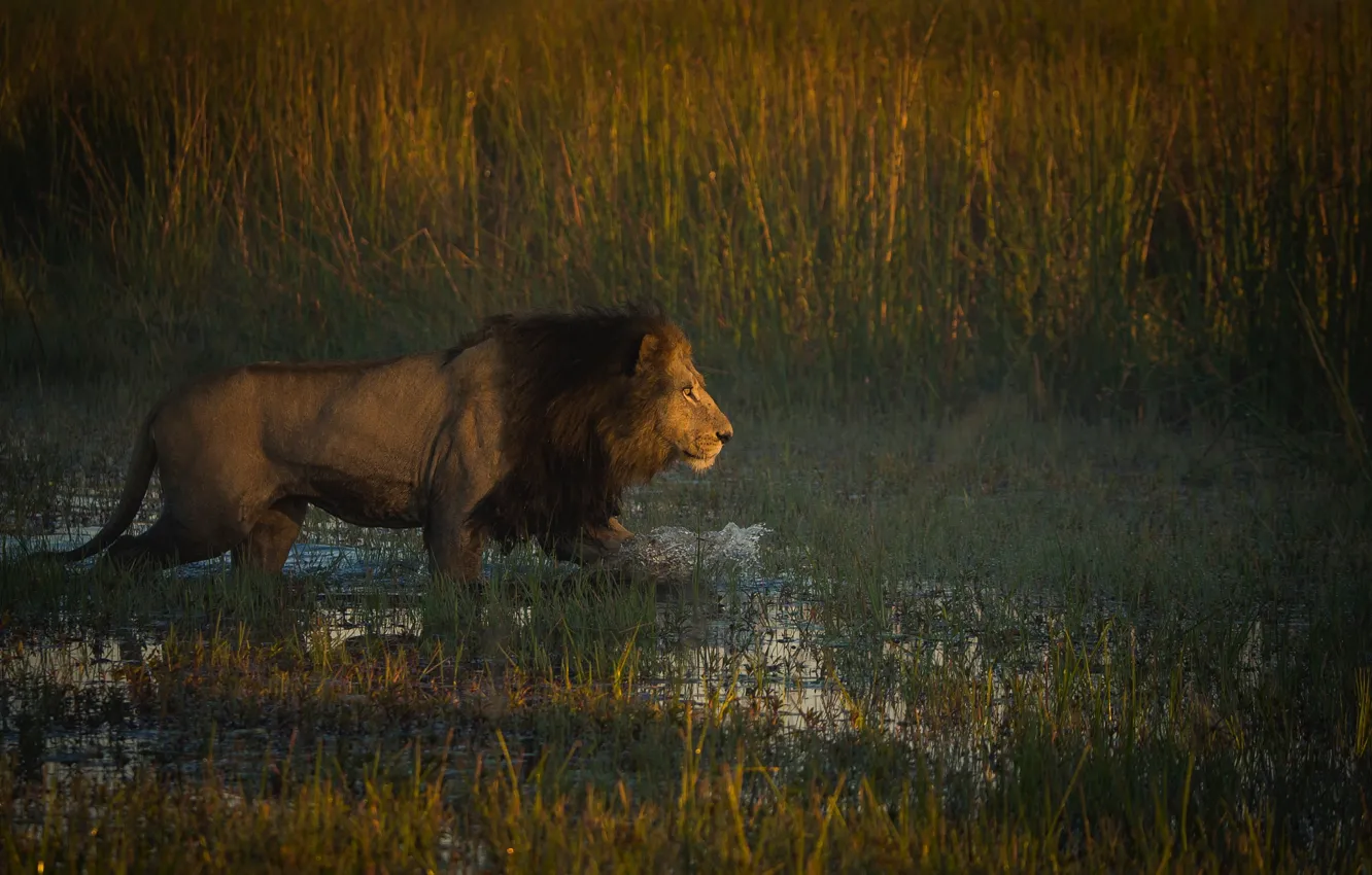 Фото обои лев, африка, охотник