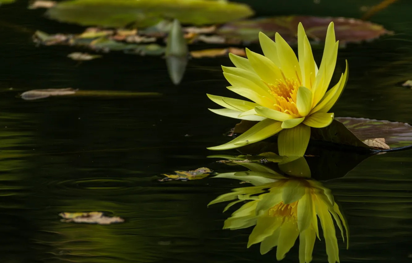 Фото обои вода, отражение, желтая, нимфея