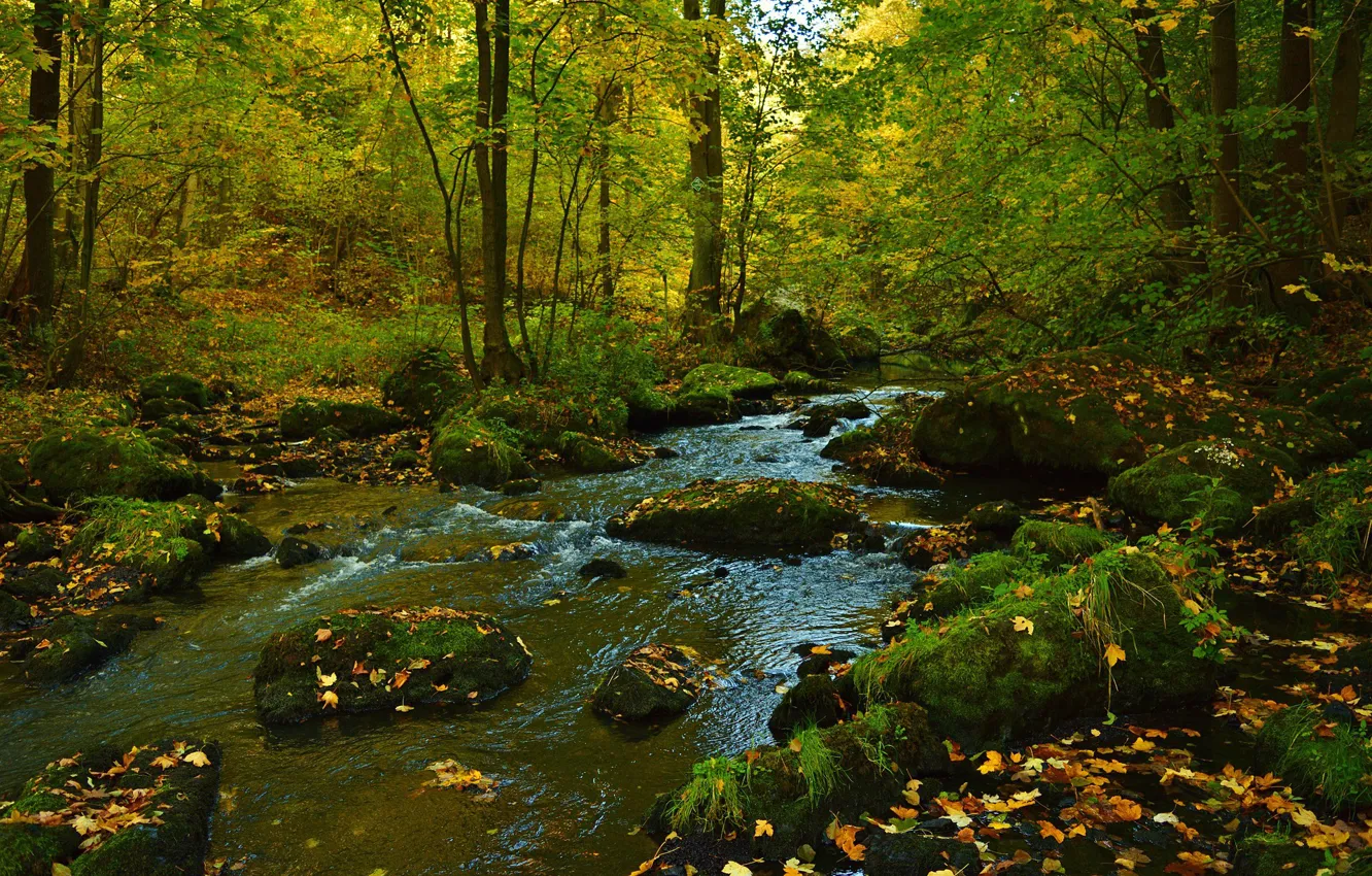 Фото обои осень, лес, вода, деревья, река, камни