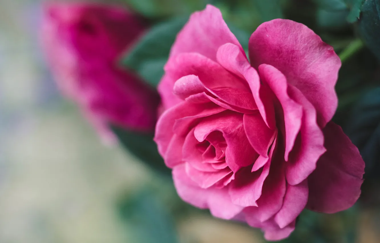 Фото обои цветок, макро, фон, розовая, роза, лепестки, бутон, яркая