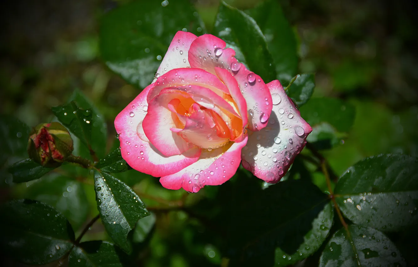 Фото обои Капли, Бутон, Боке, Розовая роза, Pink rose, Drops