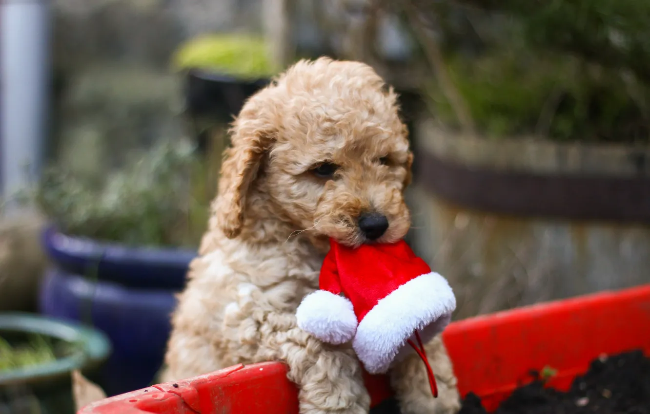 Фото обои шапка, собака, шерсть