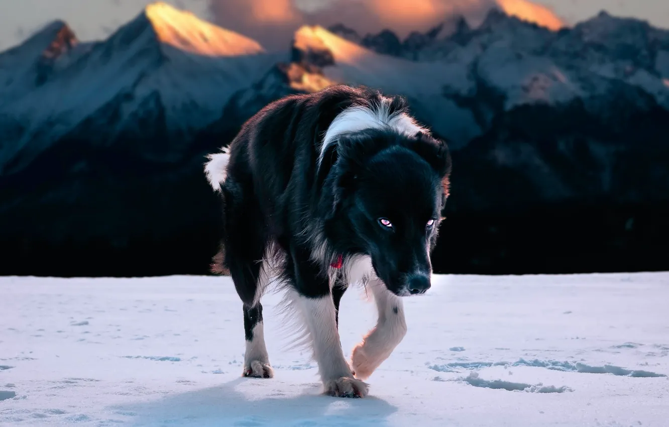 Фото обои зима, взгляд, свет, снег, горы, природа, черно-белая, собака